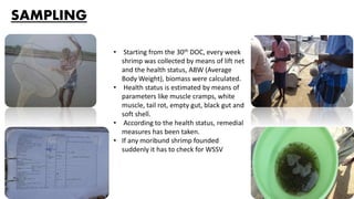SAMPLING
• Starting from the 30th DOC, every week
shrimp was collected by means of lift net
and the health status, ABW (Average
Body Weight), biomass were calculated.
• Health status is estimated by means of
parameters like muscle cramps, white
muscle, tail rot, empty gut, black gut and
soft shell.
• According to the health status, remedial
measures has been taken.
• If any moribund shrimp founded
suddenly it has to check for WSSV
 