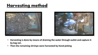 Harvesting method
• Harvesting is done by means of draining the water through outlet and capture it
by bag net.
• Then the remaining shrimps were harvested by Hand picking
 