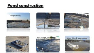 Pond construction
Sunlight drying
Water filling & water cultureFeeding boat
Catwalk installationStep
installation
Pond lining & bird netting
 