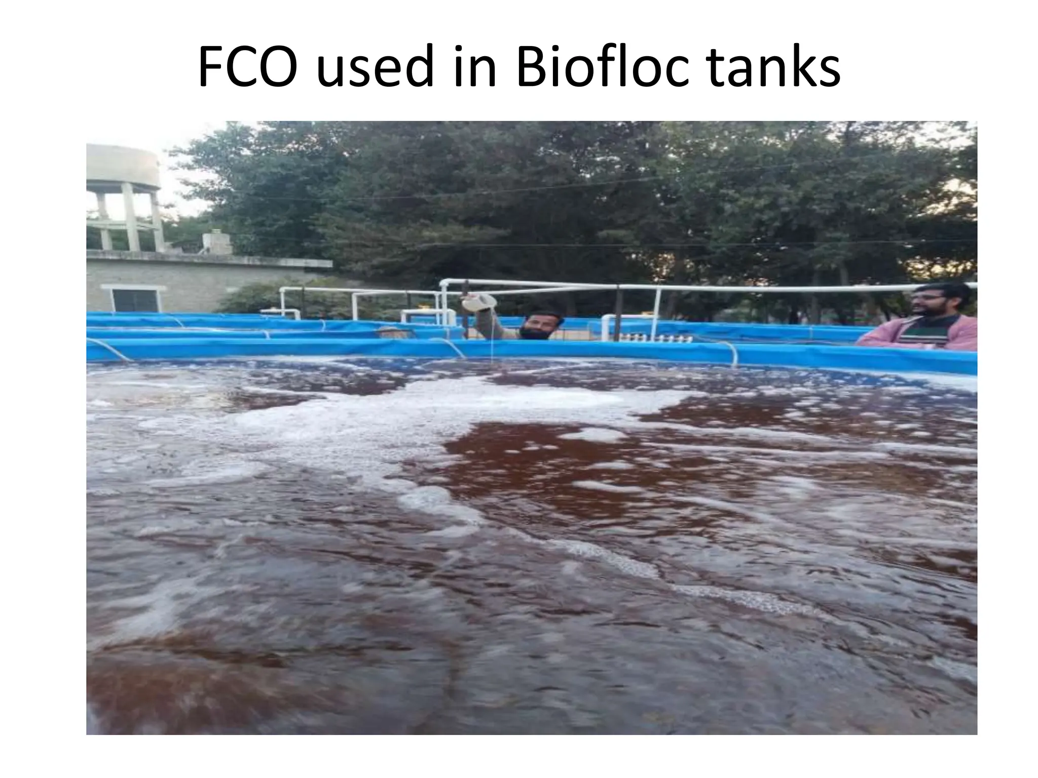 Biofloc Technology.pptx pangasius and tilapia fish culture | PPTX
