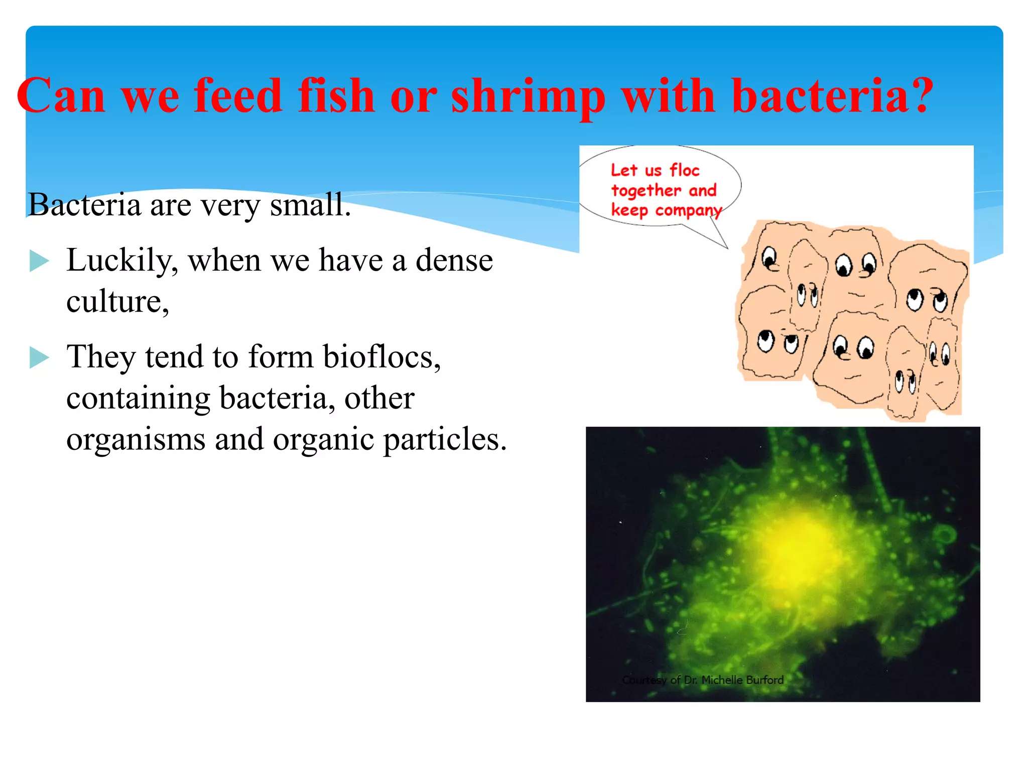 Bacteria are very small. 
Luckily, when we have a dense culture, 
They tend to form bioflocs, containing bacteria, other organisms and organic particles. 
Can we feed fish or shrimp with bacteria?  