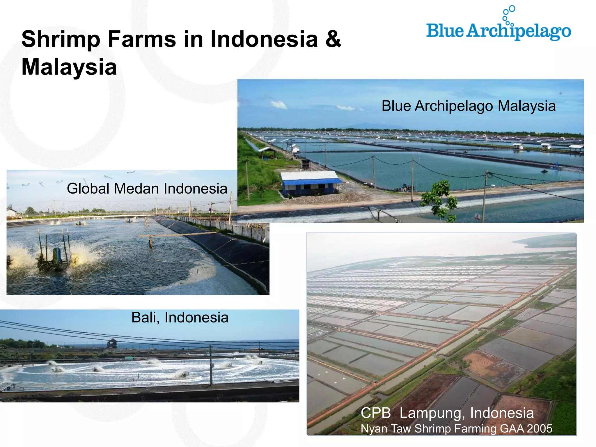 Shrimp Farms in Indonesia & Malaysia 
Global Medan Indonesia 
Bali, Indonesia 
CPB Lampung, Indonesia 
Nyan Taw Shrimp Farming GAA 2005 Blue Archipelago Malaysia  