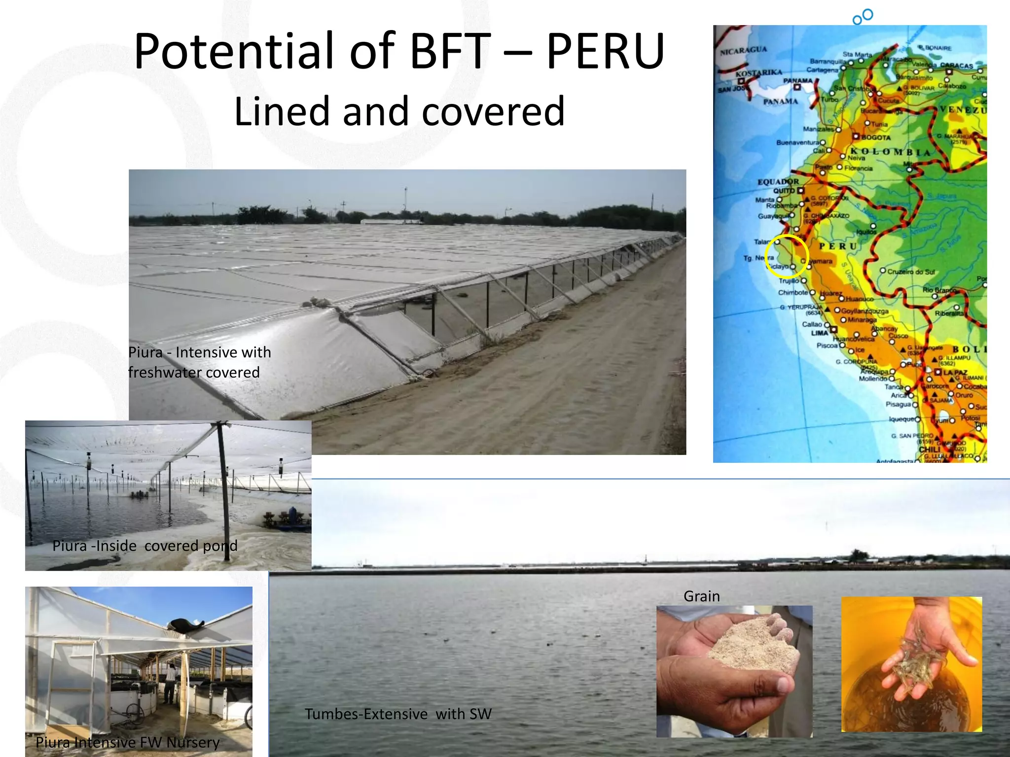 Potential of BFT – PERU Lined and covered 
Piura - Intensive with freshwater covered 
Tumbes-Extensive with SW 
Piura Intensive FW Nursery 
Piura -Inside covered pond 
Grain  