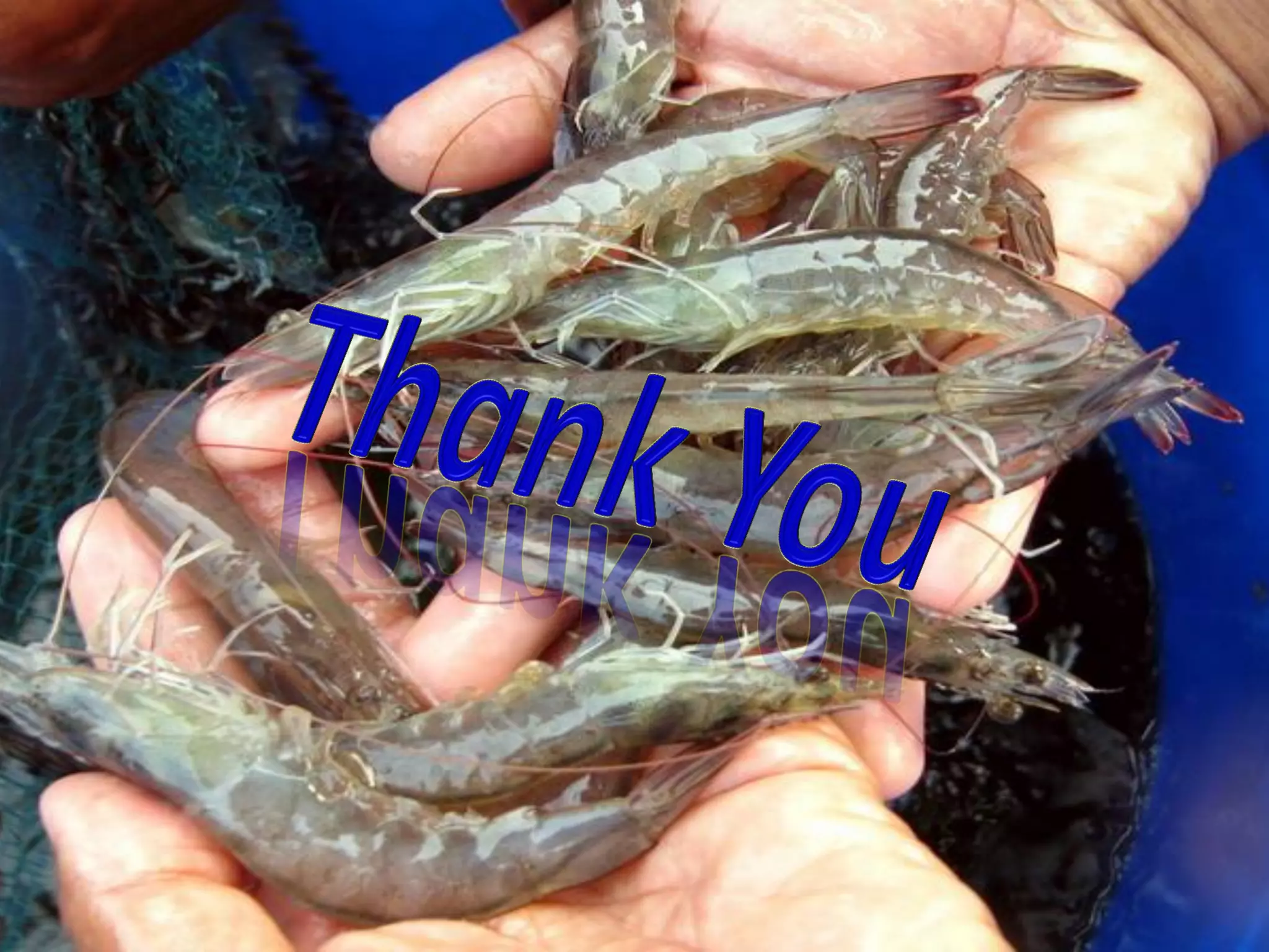 Biofloc Technology in aquaculture