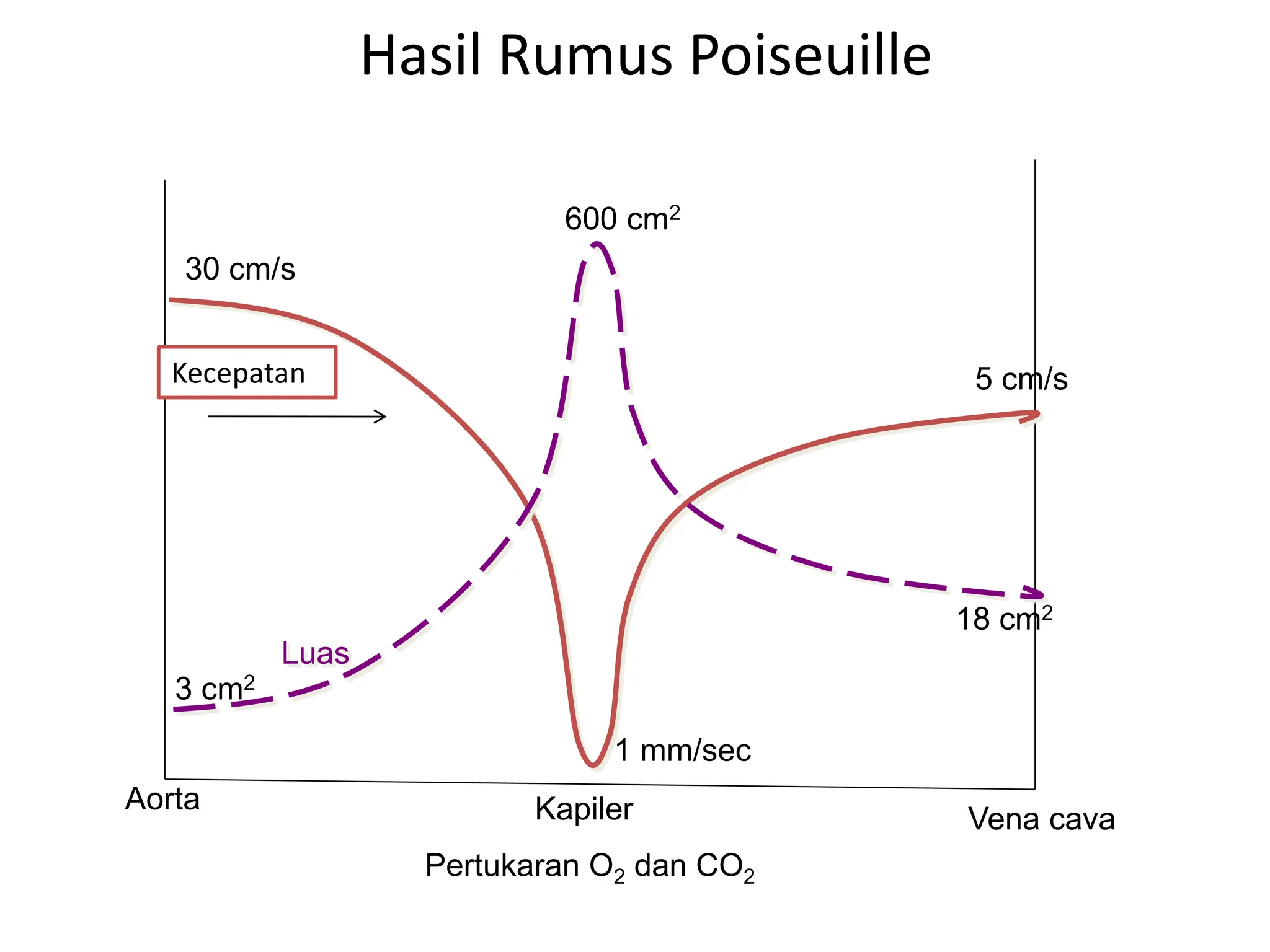 Hasil Rumus Poiseuille
Aorta Kapiler Vena cava
Kecepatan
30 cm/s
1 mm/sec
5 cm/s
3 cm2
Luas
600 cm2
18 cm2
Pertukaran O2 dan CO2
 