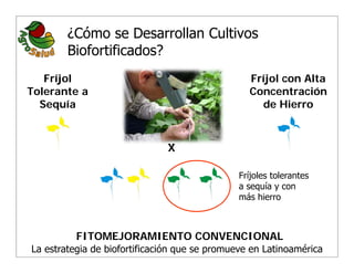 La biofortificacion: una alianza estratégica entre agricultura y nutrición para abordar la inseguridad alimentaria y las definiciones nutricionales