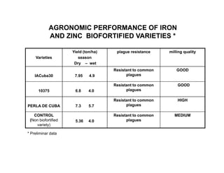 La biofortificacion con hierro y cinc del arroz: Una estrategia de intervención nutricional en desarrollo en Cuba