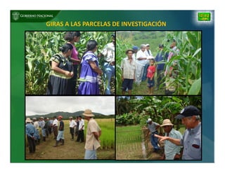 Biofortificación: Experiencia de Panamá