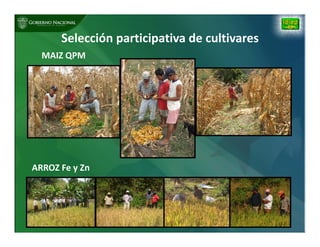 Biofortificación: Experiencia de Panamá