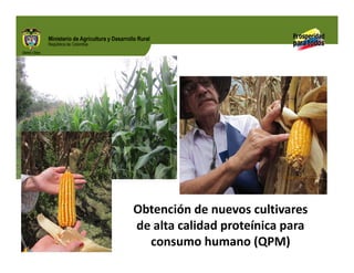 Biofortificados: experiencias de investigación en el sector agropecuario colombiano