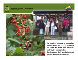 Biofortificados: experiencias de investigación en el sector agropecuario colombiano