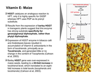 Vitamin E- Maize
 HGGT catalyzes an analogous reaction to
HPT, only it is highly specific for GGDP
whereas HPT uses PDP as its prenyl
substitute.
 Results from the expression of barley HGGT
in transgenic plants suggest that this enzyme
has strong substrate specificity for
geranylgeranyl diphosphate, rather than
phytyl diphosphate.
 Expression of HGGT enzyme in tobacco calli
and Arabidopsis leaves resulted in
accumulation of Vitamin E antioxidants in the
form of tocotrienols ,principally as γ-
Tocotrienols, and generated little or no
change in the content of Tocopherols (Cahoon
et al, 2003)
 Barley HGGT gene was over-expressed in
maize seeds, leading to a 20-fold increase in
tocotrienol level, which translated to an eight-
fold increase in total tocols (tocopherols and
tocotrienols) (Cahoon et al, 2003).
 