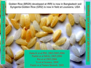 3.0-9.1µg/g,DHhomozygouslinesdeveloped
Datta K et al PBJ, 2003/2005,2006
Parkhi et al MGG, 2005,2006
Rai et al 2003,2006
Ye et al Science, 2000
Painie et al Nature Biotech, 2005
Golden Rice (BR29) developed at IRRI is now in Bangladesh soil
Syngenta-Golden Rice (GR2) is now in field at Louisiana, USA
CommercialrightofGRremainswithSyngenta
 
