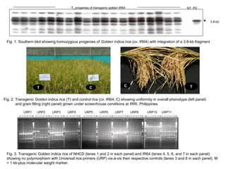 Fig. 3. Transgenic Golden indica rice of NHCD (lanes 1 and 2 in each panel) and IR64 (lanes 4, 5, 6, and 7 in each panel)
showing no polymorphism with Universal rice primers (URP) vis-à-vis their respective controls (lanes 3 and 8 in each panel). M
= 1 kb-plus molecular weight marker.
Fig. 1. Southern blot showing homozygous progenies of Golden indica rice (cv. IR64) with integration of a 3.8-kb fragment
12 3 4 5 6 7 8 M 12 3 4 5 6 7 8 M 12 3 4 5 6 7 8 M 12 3 4 5 6 7 8 M 12 3 4 5 6 7 8 M 12 3 4 5 6 7 8 M 12 3 4 5 6 7 8 M12 3 4 5 6 7 8 M M1 2 3 4 5 6 7 8 M 1 2 3 4 5 6 7 8 M
URP1 URP2 URP3 URP4 URP5 URP6 URP7 URP8 URP10 URP11
Fig. 2. Transgenic Golden indica rice (T) and control rice (cv. IR64; C) showing uniformity in overall phenotype (left panel)
and grain filling (right panel) grown under screenhouse conditions at IRRI, Philippines.
T C
C T
NT PCT3 progenies of transgenic golden IR64
3.8-kb
 