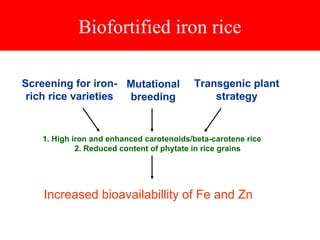 Biofortified iron rice
1. High iron and enhanced carotenoids/beta-carotene rice
2. Reduced content of phytate in rice grains
Mutational
breeding
Transgenic plant
strategy
Screening for iron-
rich rice varieties
Increased bioavailabillity of Fe and Zn
 