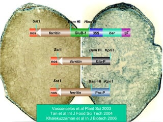 ferritin 35S g7barGluB-1nos
Sst I Bam HI Hind III
ferritin Glo-Pnos
Sst I Bam HI Kpn I
ferritin Pro-Pnos
Sst I Bam HI Kpn I
Vasconcelos et al Plant Sci 2003
Tan et al Int J Food Sci Tech 2004
Khalekuzzaman et al In J Biotech 2006
 