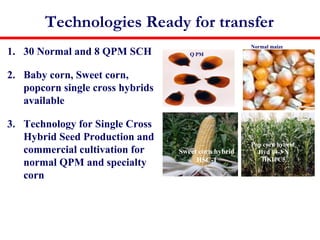 Technologies Ready for transfer
1. 30 Normal and 8 QPM SCH
2. Baby corn, Sweet corn,
popcorn single cross hybrids
available
3. Technology for Single Cross
Hybrid Seed Production and
commercial cultivation for
normal QPM and specialty
corn
Sweet corn hybrid
HSC-1
Pop corn hybrid
Hyd 14-3 X
HKIPC5
Normal maize
SCH Seed production
Q PM
 