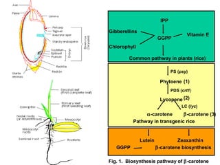 Lutein Zeaxanthin
GGPP β-carotene biosynthesis
Pathway in transgenic rice
α-carotene β-carotene (3)
LC (lyc)
PDS (crt1)
PS (psy)
(1)
(2)
Phytoene
Lycopene
Vitamin E
Gibberellins
Chlorophyll
IPP
GGPP
Common pathway in plants (rice)
Fig. 1. Biosynthesis pathway of β-carotene
 