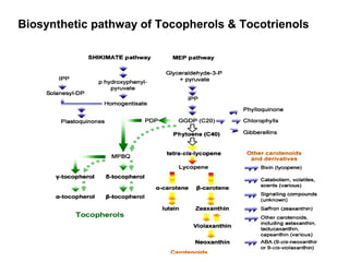 Biosynthetic pathway of Tocopherols & Tocotrienols
 