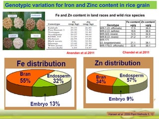 Officinalis Rice Biofortification of rice - swamy | PPTX