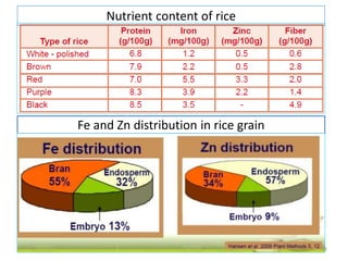 Main Nutrients In Rice Bio fortification for Enhanced Nutrition in Rice by Conventional and ...