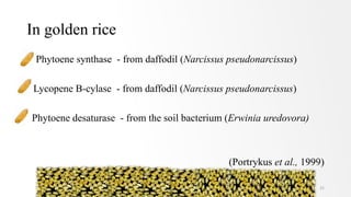 In golden rice
• Phytoene synthase - from daffodil (Narcissus pseudonarcissus)
• Lycopene B-cylase - from daffodil (Narcissus pseudonarcissus)
Phytoene desaturase - from the soil bacterium (Erwinia uredovora)
(Portrykus et al., 1999)
21
 