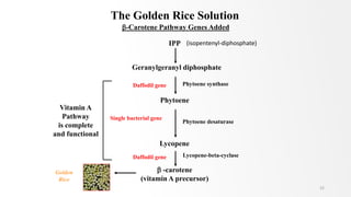 The Golden Rice Solution
IPP
Geranylgeranyl diphosphate
Phytoene
Lycopene
 -carotene
(vitamin A precursor)
Phytoene synthase
Phytoene desaturase
Lycopene-beta-cyclase
Daffodil gene
Single bacterial gene
Daffodil gene
-Carotene Pathway Genes Added
Vitamin A
Pathway
is complete
and functional
Golden
Rice
(isopentenyl-diphosphate)
22
 