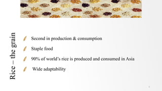 Rice–thegrain
Second in production & consumption
Staple food
90% of world’s rice is produced and consumed in Asia
Wide adaptability
3
 