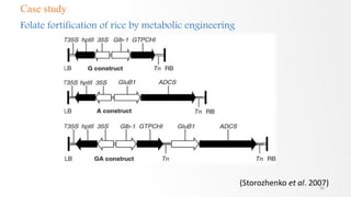 30
(Storozhenko et al. 2007)
Case study
Folate fortification of rice by metabolic engineering
 