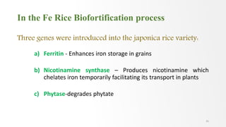 In the Fe Rice Biofortification process
Three genes were introduced into the japonica rice variety:
a) Ferritin - Enhances iron storage in grains
b) Nicotinamine synthase – Produces nicotinamine which
chelates iron temporarily facilitating its transport in plants
c) Phytase-degrades phytate
35
 