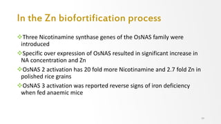 In the Zn biofortification process
Three Nicotinamine synthase genes of the OsNAS family were
introduced
Specific over expression of OsNAS resulted in significant increase in
NA concentration and Zn
OsNAS 2 activation has 20 fold more Nicotinamine and 2.7 fold Zn in
polished rice grains
OsNAS 3 activation was reported reverse signs of iron deficiency
when fed anaemic mice
39
 