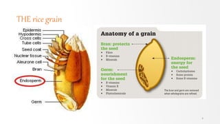 THE rice grain
4
 