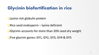 Glycinin biofortification in rice
Lysine rich globulin protein
Rice seed endosperm – lysine deficient
Glycinin accounts for more than 20% seed dry weight
Five glycinin genes: GY1, GY2, GY3, GY4 & GY5
41
 