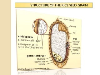 Biofortification of rice | PDF
