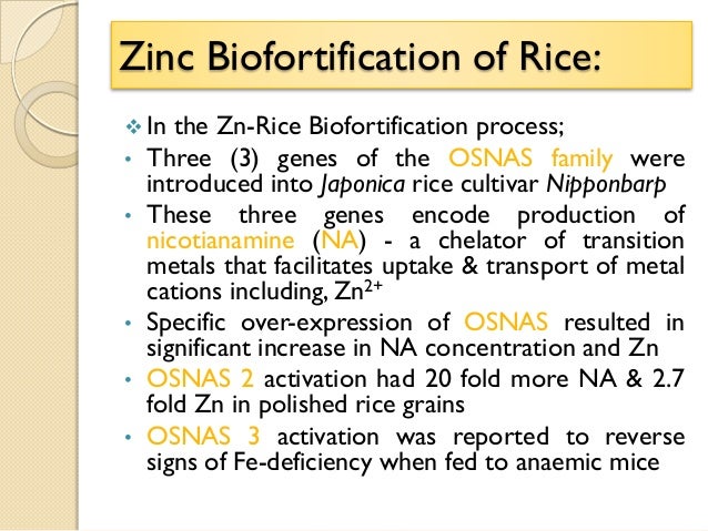 role of zinc in physical growth and cognitive development Stunted children have a low height for age but it goes beyond just physical height – organs may not fully develop and cognitive development may suffer. role of zinc in physical growth and cognitive development Stunted children have a low height for age but it goes beyond just physical height – organs may not fully develop and cognitive development may suffer.