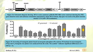 Biofortified Rice: Combating Micronutrient Deficiency for Global Health ...