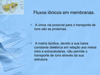 Fluxos iônicos em membranas.

•    A única via possível para o transporte de
    íons são as proteínas.



•    A matriz lipídica, devido a sua baixa
    constante dielétrica em relação aos meios
    intra e extracelulares, não permite o
    transporte de íons através da sua
    estrutura.
 