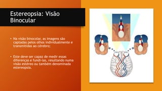 Estereopsia: Visão
Binocular
• Na visão binocolar, as imagens são
captadas pelos olhos individualmente e
transmitidas ao cérebro;
• Este deve ser capaz de medir essas
diferenças e fundi-las, resultando numa
visão estéreo ou também denominada
estereopsia.
 