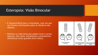 Esteropsia: Visão Binocular
• É imprescindível para a orientação, uma vez que
nos fornece informações sobre as distância dos
objetos;
• Defeitos na visão binocular podem levar a certas
doenças, tais como: estrabismos e anisometrias
(diferenças muito grandes entre olhos);
 