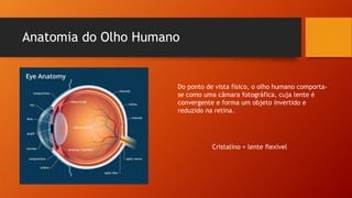 Anatomia do Olho Humano
Do ponto de vista físico, o olho humano comporta-
se como uma câmara fotográfica, cuja lente é
convergente e forma um objeto invertido e
reduzido na retina.
Cristalino = lente flexível
 