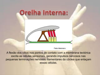 A flexão dos cílios nos pontos de contato com a membrana tectórica
excita as células sensoriais, gerando impulsos nervosos nas
pequenas terminações nervosas filamentares da cóclea que enlaçam
essas células.

 