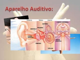  Audição

 Equilíbrio

 