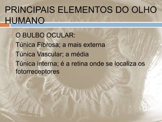 PRINCIPAIS ELEMENTOS DO OLHO
HUMANO
 O BULBO OCULAR:
 Túnica Fibrosa; a mais externa
 Túnica Vascular; a média
 Túnica interna; é a retina onde se localiza os
fotorreceptores
 