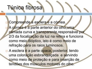 Túnica fibrosa
 Compreende a esclera e a córnea.
 A córnea é a parte anterior do olho,uma
camada curva e transparente,responsável por
2/3 da focalização da luz na retina e funciona
como meio dióptico, isto é como meio de
refração para os raios luminosos.
 A esclera é a parte opaca, posterior, tendo
uma coloração esbranquiçada e servindo
como meio de proteção e para inserção de
tendões dos músculos motores do olho.
 