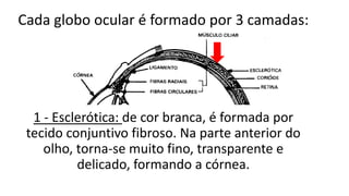 Cada globo ocular é formado por 3 camadas:
1 - Esclerótica: de cor branca, é formada por
tecido conjuntivo fibroso. Na parte anterior do
olho, torna-se muito fino, transparente e
delicado, formando a córnea.
 