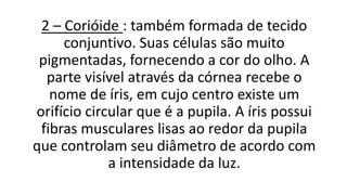 2 – Corióide : também formada de tecido
conjuntivo. Suas células são muito
pigmentadas, fornecendo a cor do olho. A
parte visível através da córnea recebe o
nome de íris, em cujo centro existe um
orifício circular que é a pupila. A íris possui
fibras musculares lisas ao redor da pupila
que controlam seu diâmetro de acordo com
a intensidade da luz.
 