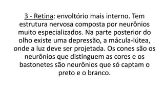 3 - Retina: envoltório mais interno. Tem
estrutura nervosa composta por neurônios
muito especializados. Na parte posterior do
olho existe uma depressão, a mácula-lútea,
onde a luz deve ser projetada. Os cones são os
neurônios que distinguem as cores e os
bastonetes são neurônios que só captam o
preto e o branco.
 