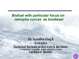 Biofuel with particular focus on   Jatropha curcas   as biodiesel ,[object Object],[object Object],[object Object]