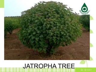 JATROPHA TREE
 