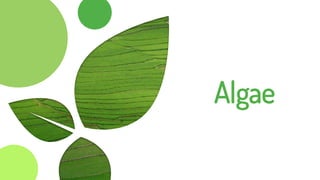 Algae
 